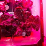 vegetation-mars-3-ibtn9