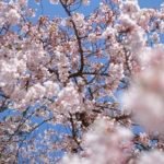 Cherry blossoms