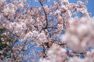 Cherry blossoms