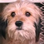 benji